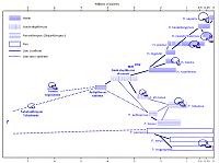 Carte-arbre hylogenetique des homonoides